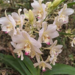 Dlaczego Dendrobium nobile nie kwitnie po raz kolejny